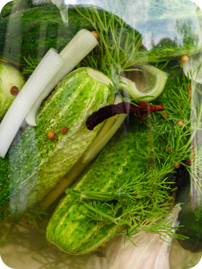 Cornichons-lactofermentés-malossol-Огурчики-малосольные-1